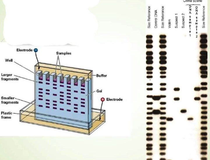 Sorenson Forensics Criminal Paternity Test