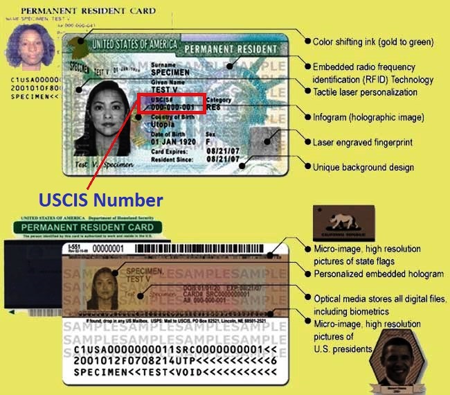 USCIS Number on Green Card