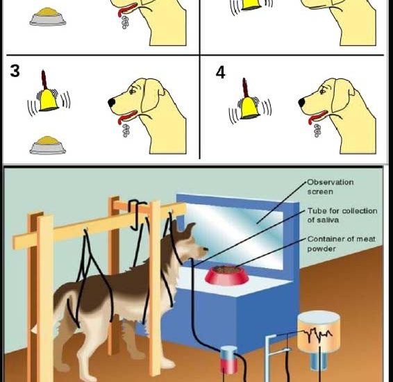 pavlov experiment with dogs