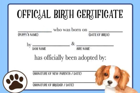How to Get Birth Certificates for Dogs